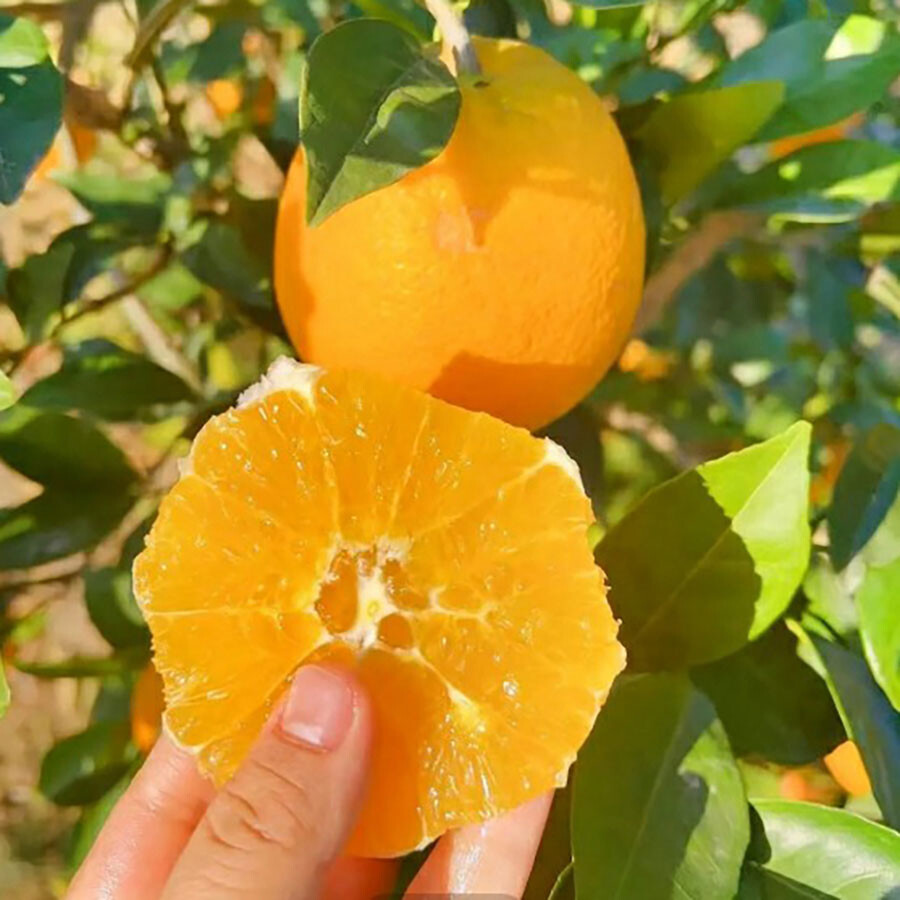 Factory Direct Sale Premium NFC Orange Juice with Reasonable Price 