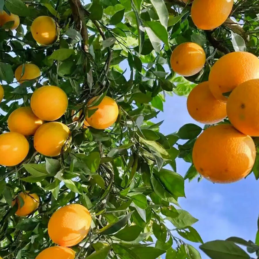 Factory Direct Sale Premium NFC Orange Juice with Reasonable Price 