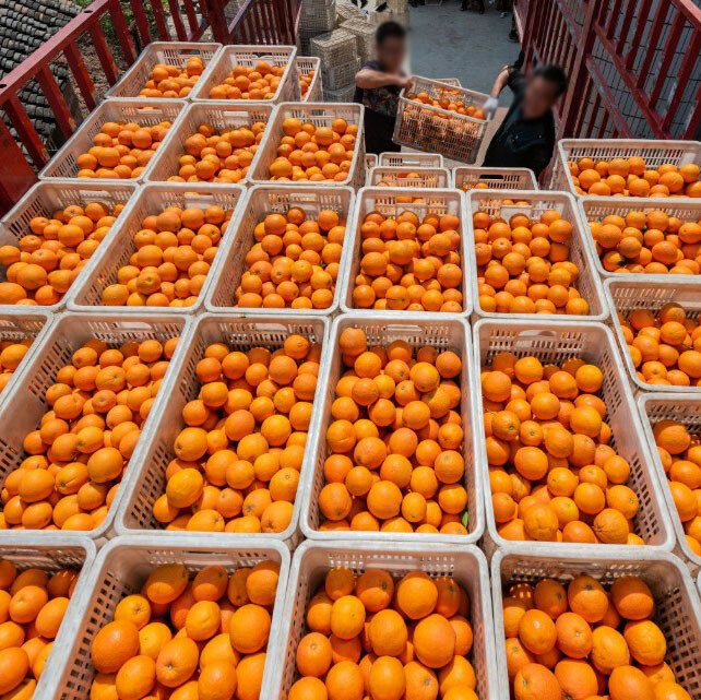 Factory Direct Sale Premium NFC Orange Juice with Reasonable Price 