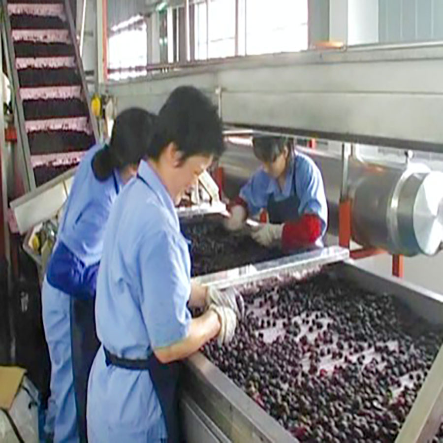 Yinzhou Brand Blueberry and Strawberry Pulp & Juice Processing Line