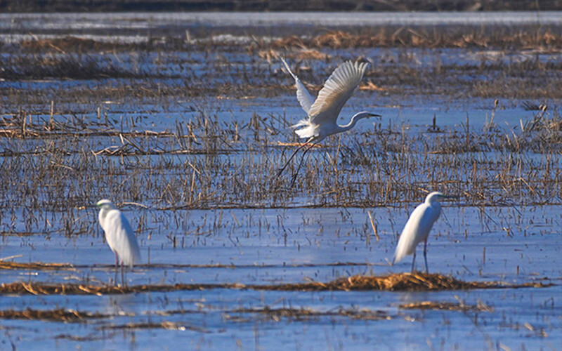 Since the beginning of this year, a total of 1,139 scrapped vehicles have been recycled and dismantled to promote the green and low-carbon development of the industry