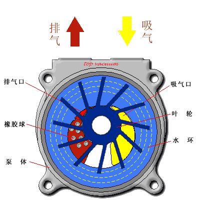 水环泵工作原理.gif