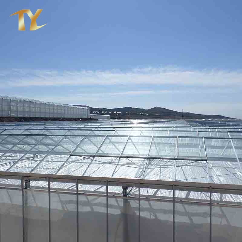 Custom Design Multi-span Galvanized Steel Structure Greenhouse for Planting