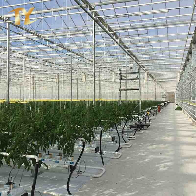  Agriculture Greenhouse Glass / Film with Hydroponics Planting System