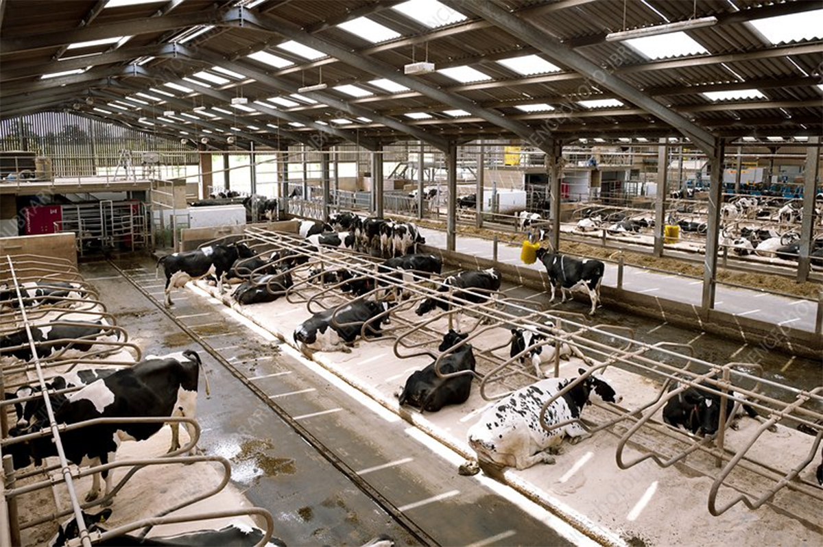 Animal Husbandry (4).jpg