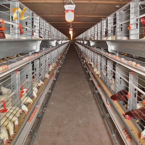 Steel Structure Chicken House Farm Shed for Poultry House