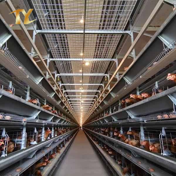 Steel Chicken House/Steel Poultry Shed with Equipments