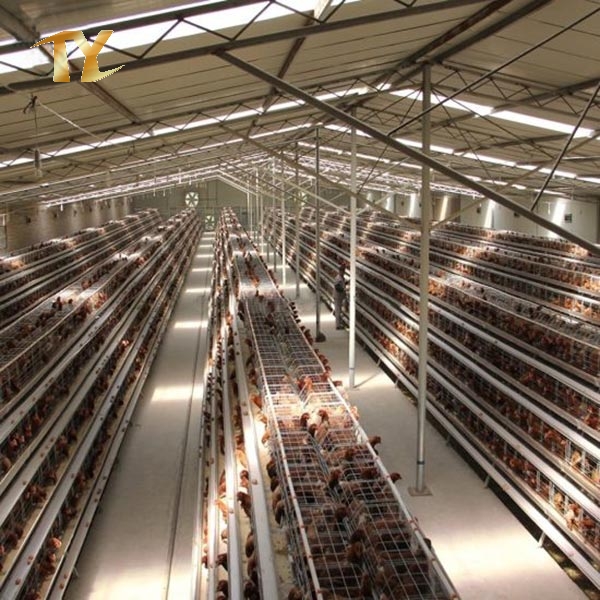 Automatic Broiler Equipment Poultry Farm Chicken for Broiler