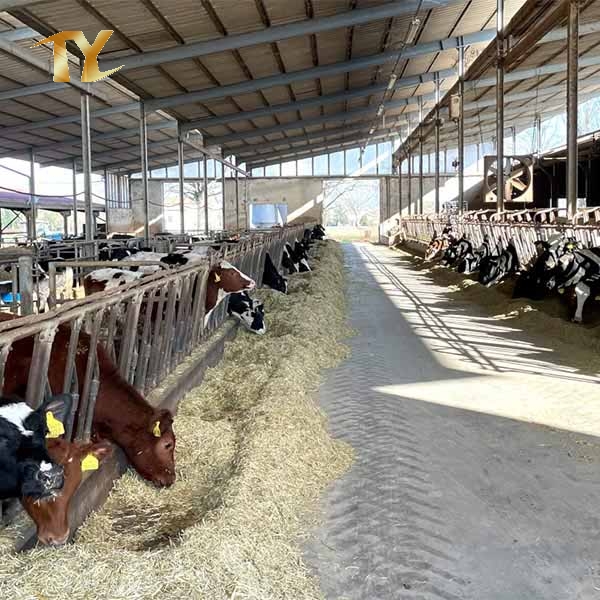 Steel Structure Animal House Cow Feeding Arena Livestock Shed