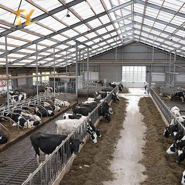 Steel Structure Animal House Cow Feeding Arena Livestock Shed