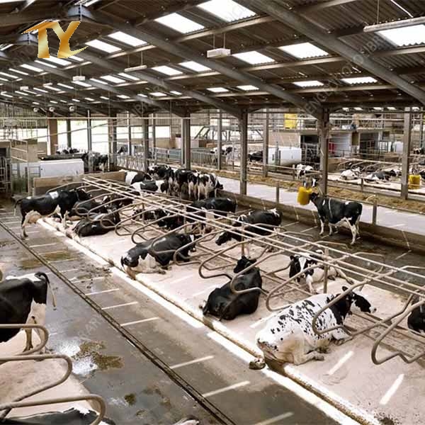 Steel Structure Animal House Cow Feeding Arena Livestock Shed