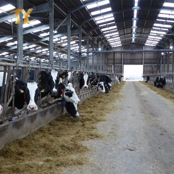 Steel Structure Animal House Cow Feeding Arena Livestock Shed