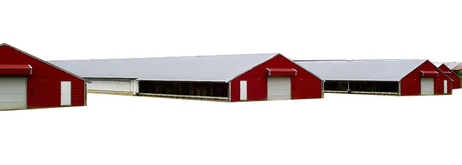 Farm poultry house building steel structure chicken house cowshed prefabricated steel structure building