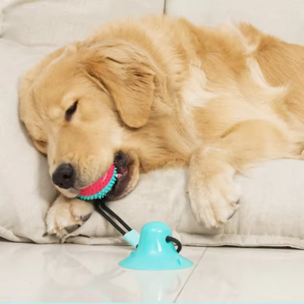 What are the potential hazards of playing with the wrong dog toy? What are the potential hazards of playing with the wrong dog toy?