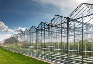 glass-greenhouse-senhong-glass-china-manufacturer-1-300x205.jpg glass-greenhouse-senhong-glass-china-manufacturer-1-300x205.jpg