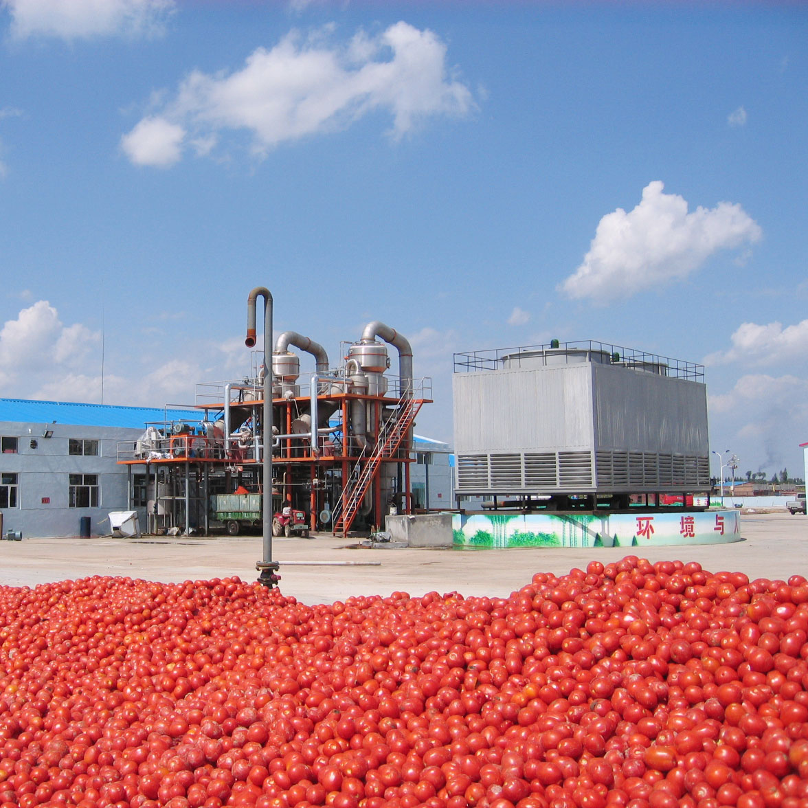 Línea de procesamiento de pasta de tomate de venta directa de fábrica 