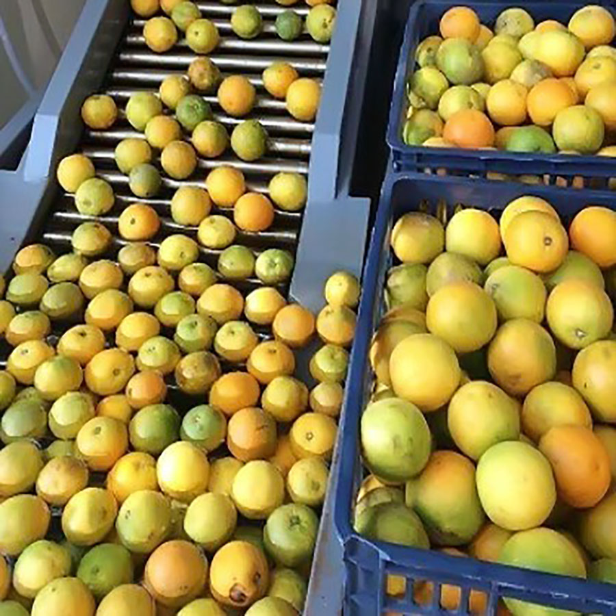 Línea de procesamiento de jugo de naranja y cítricos Venta directa de fábrica