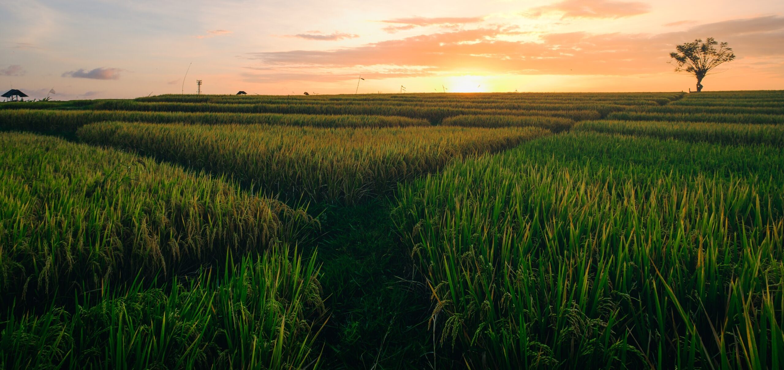 cropped-beautiful-view-of-the-green-fields-at-the-sunrise-captured-in-canggu-bali-scaled-1