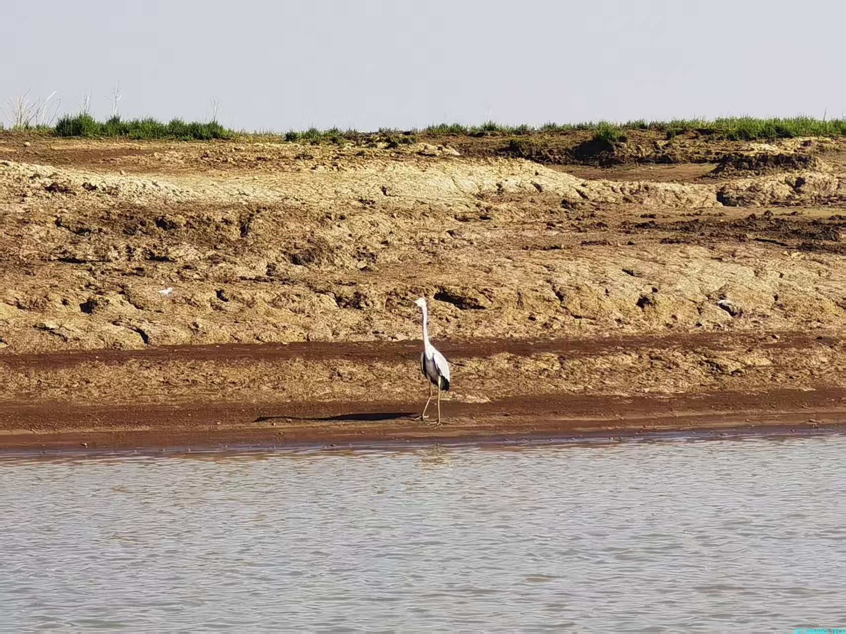 QT Group Joins Forces to Protect the Yangtze Finless Porpoise