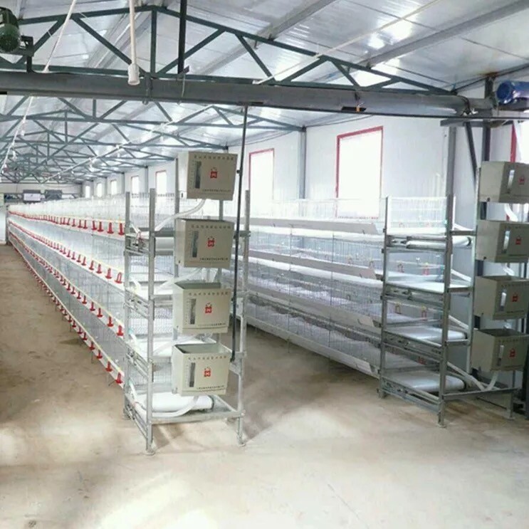Our team design and buid sceintific chicken houses for client