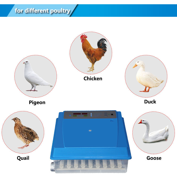 56-224eggs incubator (4).jpg