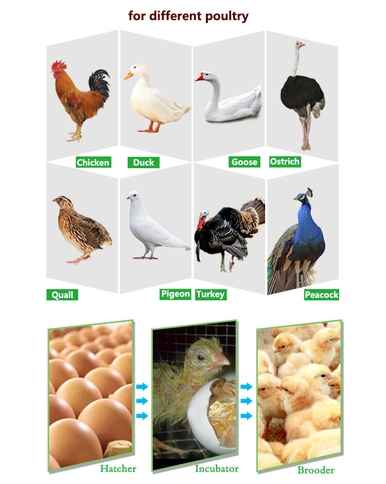 solar egg incubator (8).jpg solar egg incubator (8).jpg