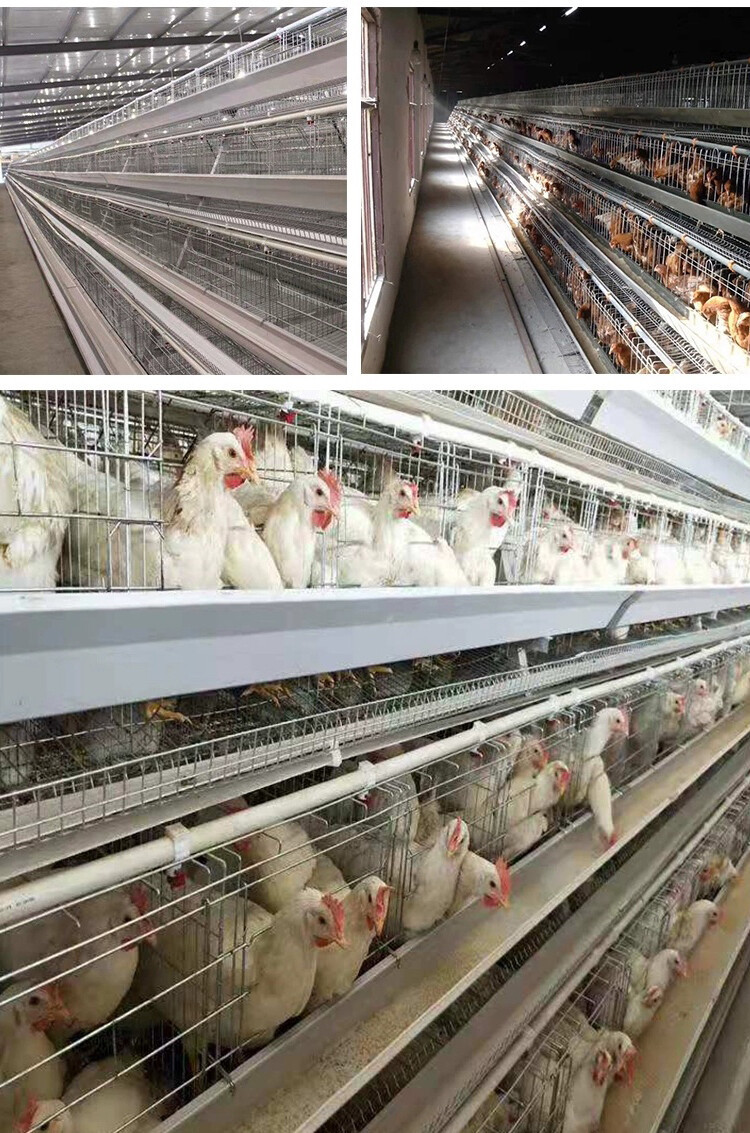 chicken cage (7).jpg chicken cage (7).jpg