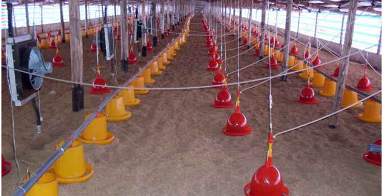 chicken feeder (7).jpg chicken feeder (7).jpg