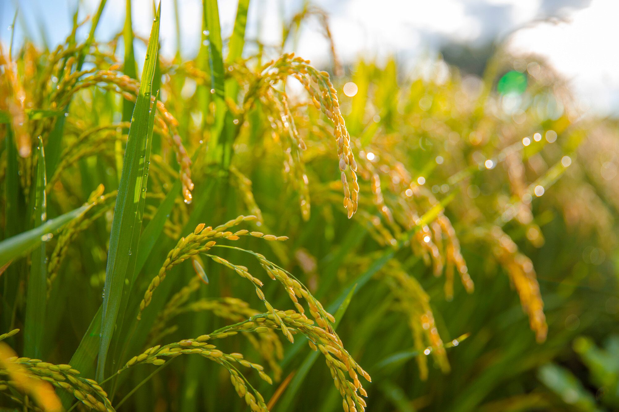 Rice application of silicon fertilizer is surprisingly useful in so many ways!