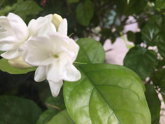 Growing flowers at home, the proper use of ferrous sulfate