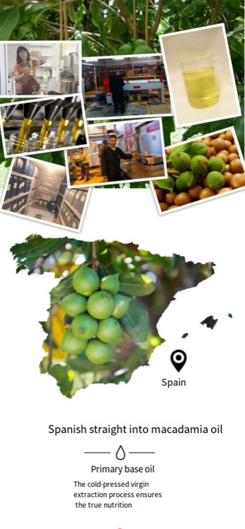 Australia nut oil Australia nut oil