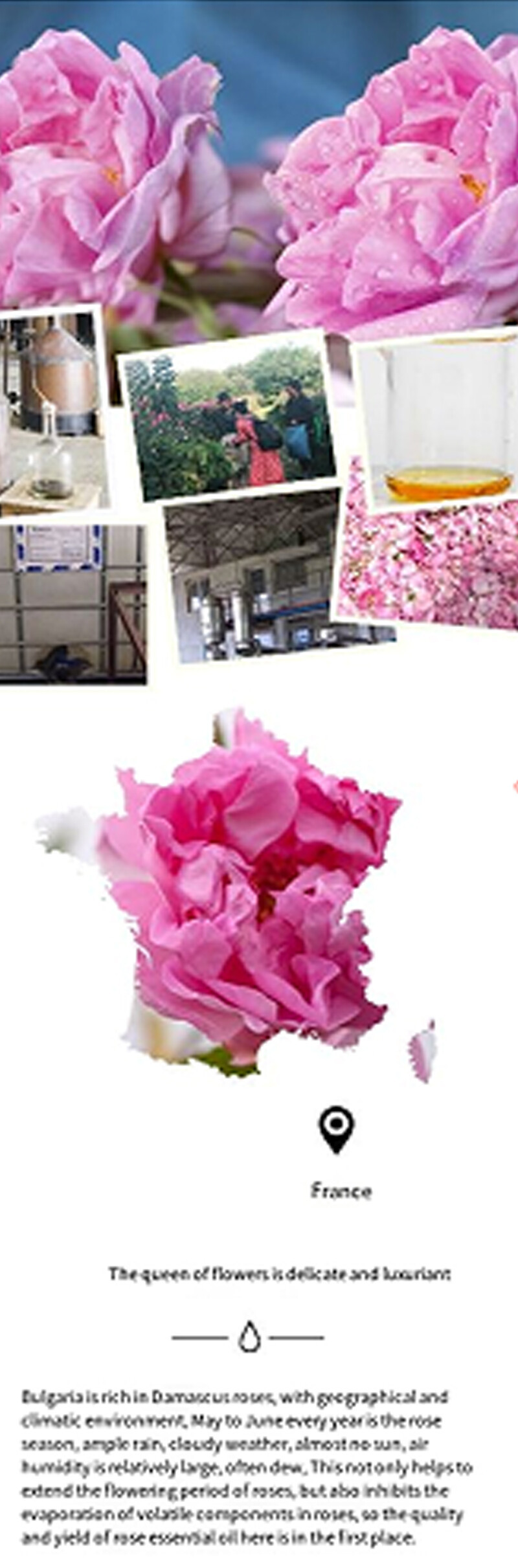 Damascus Rose2.jpg Damascus Rose2.jpg
