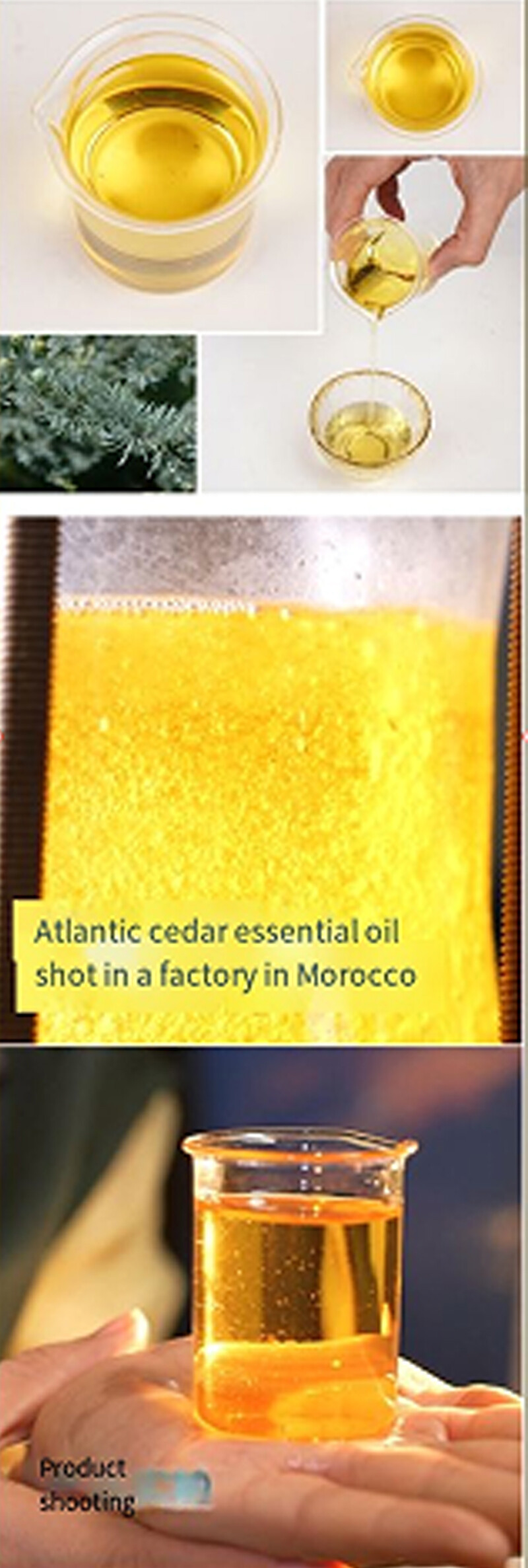 Atlantic cedar.jpg Atlantic cedar.jpg