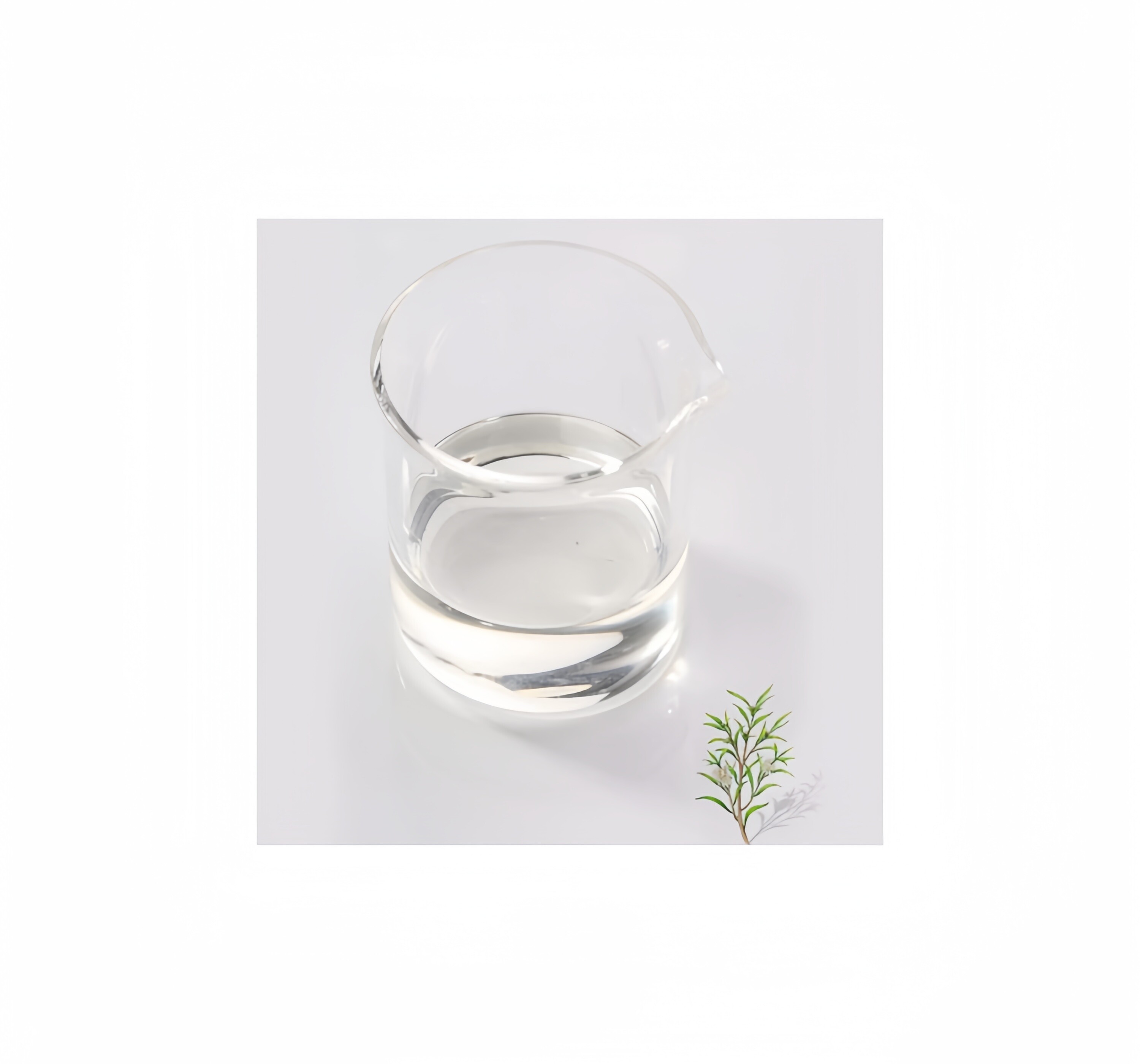 Tea tree  essential oil 