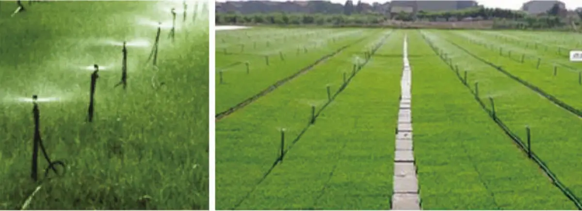 Ground Micro Spray