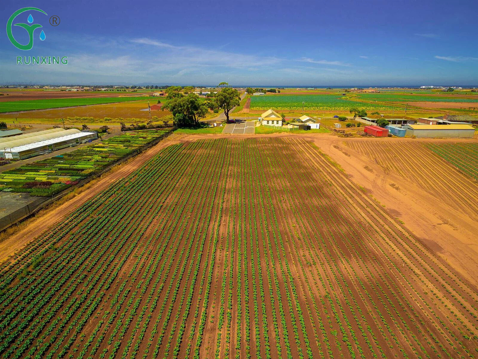 Drip Irrigation Revolutionizes Sweet Potato Farming in Australia, Boosting Yields And Saving Water
