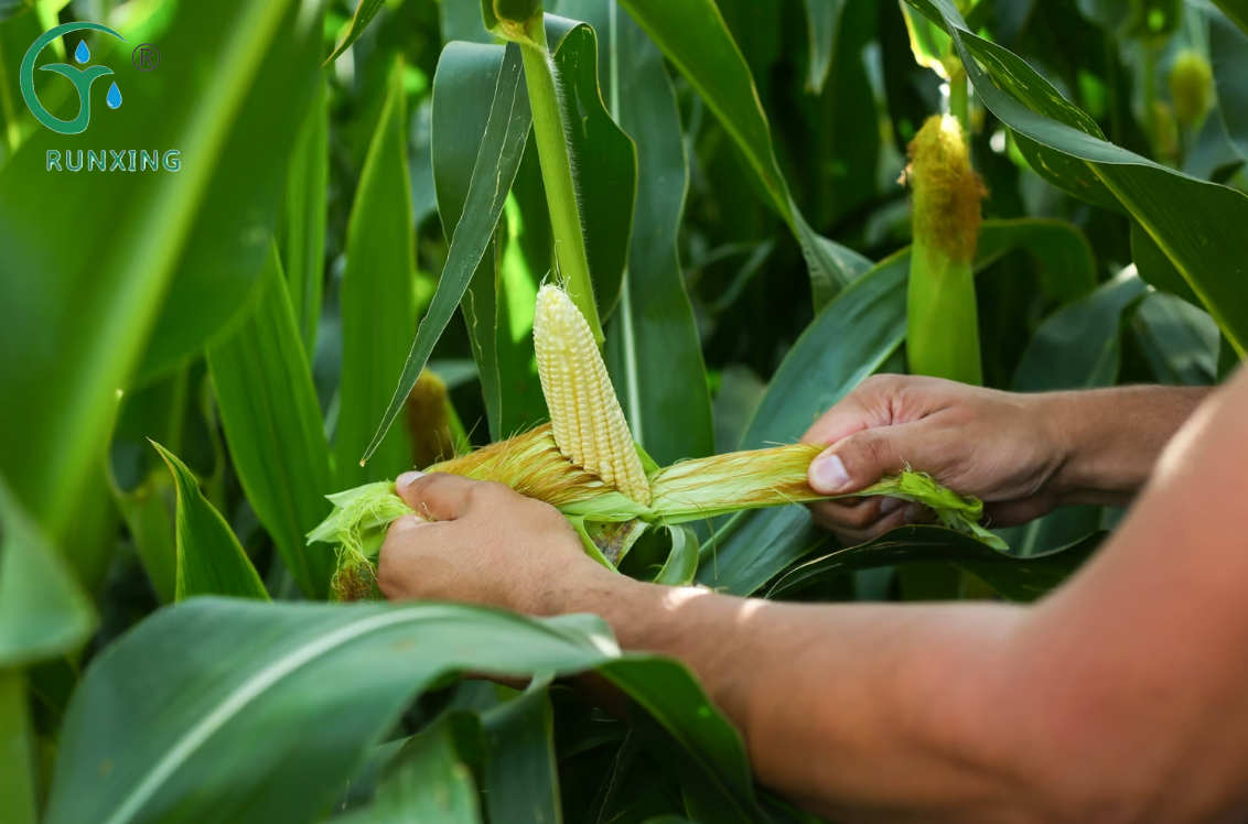 Increasing corn yields, while saving water Increasing corn yields, while saving water
