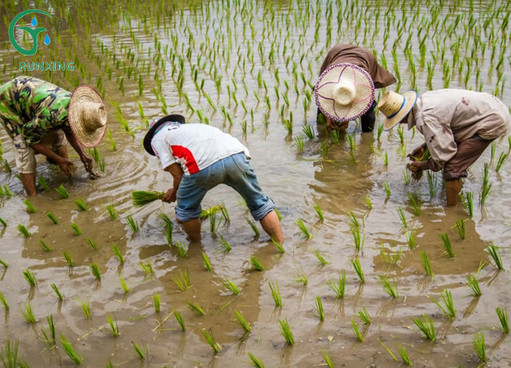 Will Rice Save the World? Will Rice Save the World?