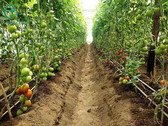 Drip Irrigation in Tomato Farming Drip Irrigation in Tomato Farming