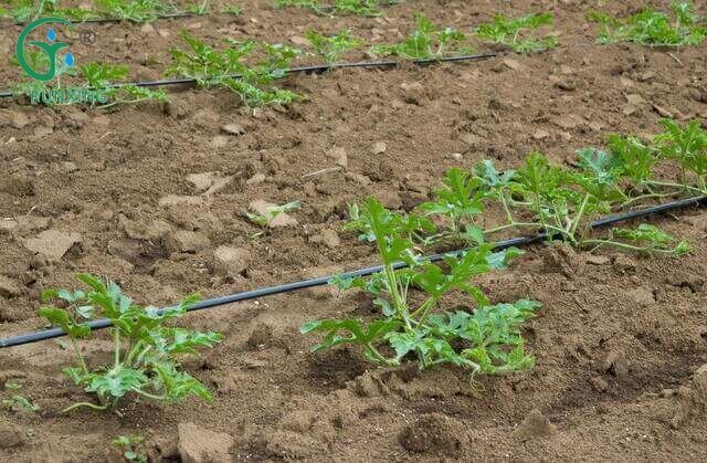 Which Irrigation Systems for Fruit Farming? Which Irrigation Systems for Fruit Farming?