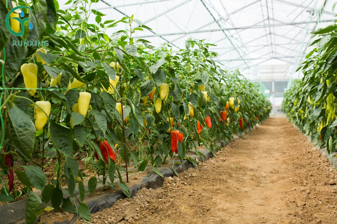 Capsicum Greenhouse Farming in the Americas Capsicum Greenhouse Farming in the Americas