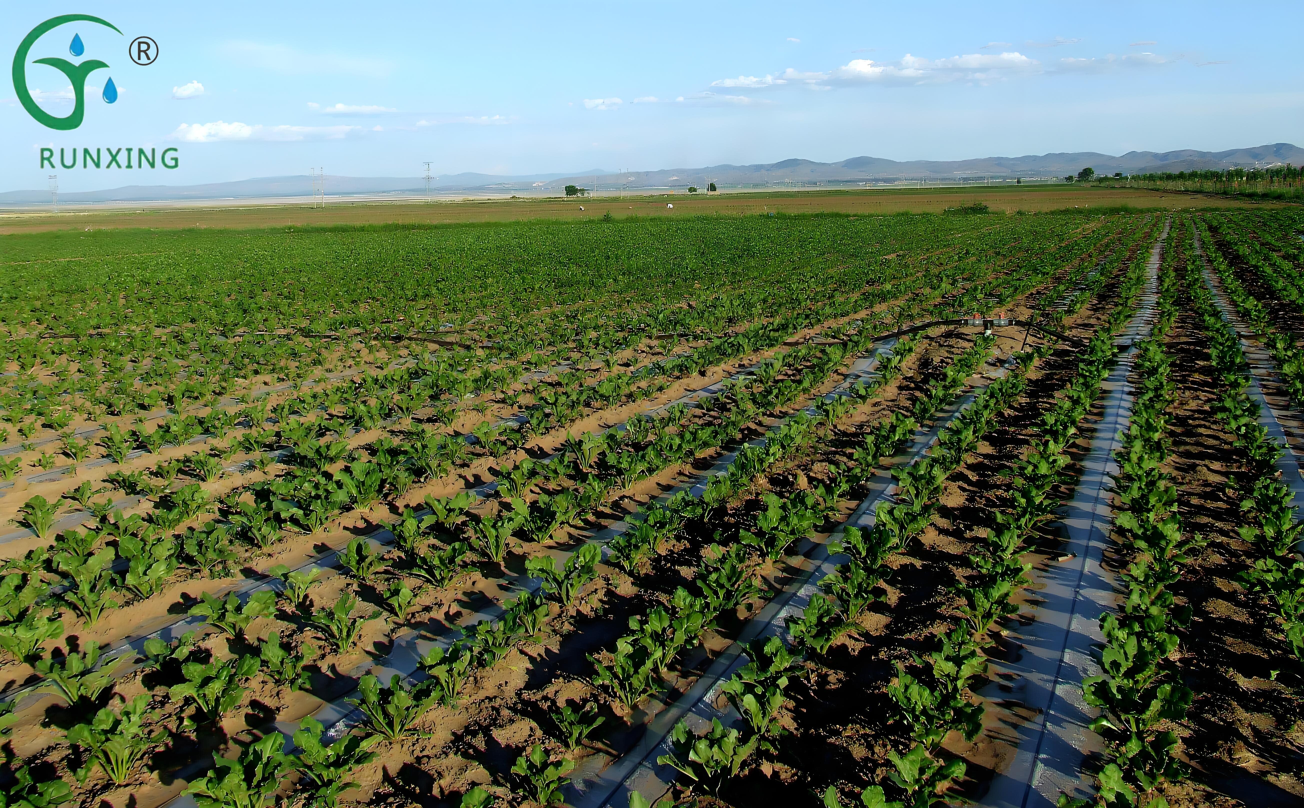 Drip Irrigation for Strawberries Drip Irrigation for Strawberries