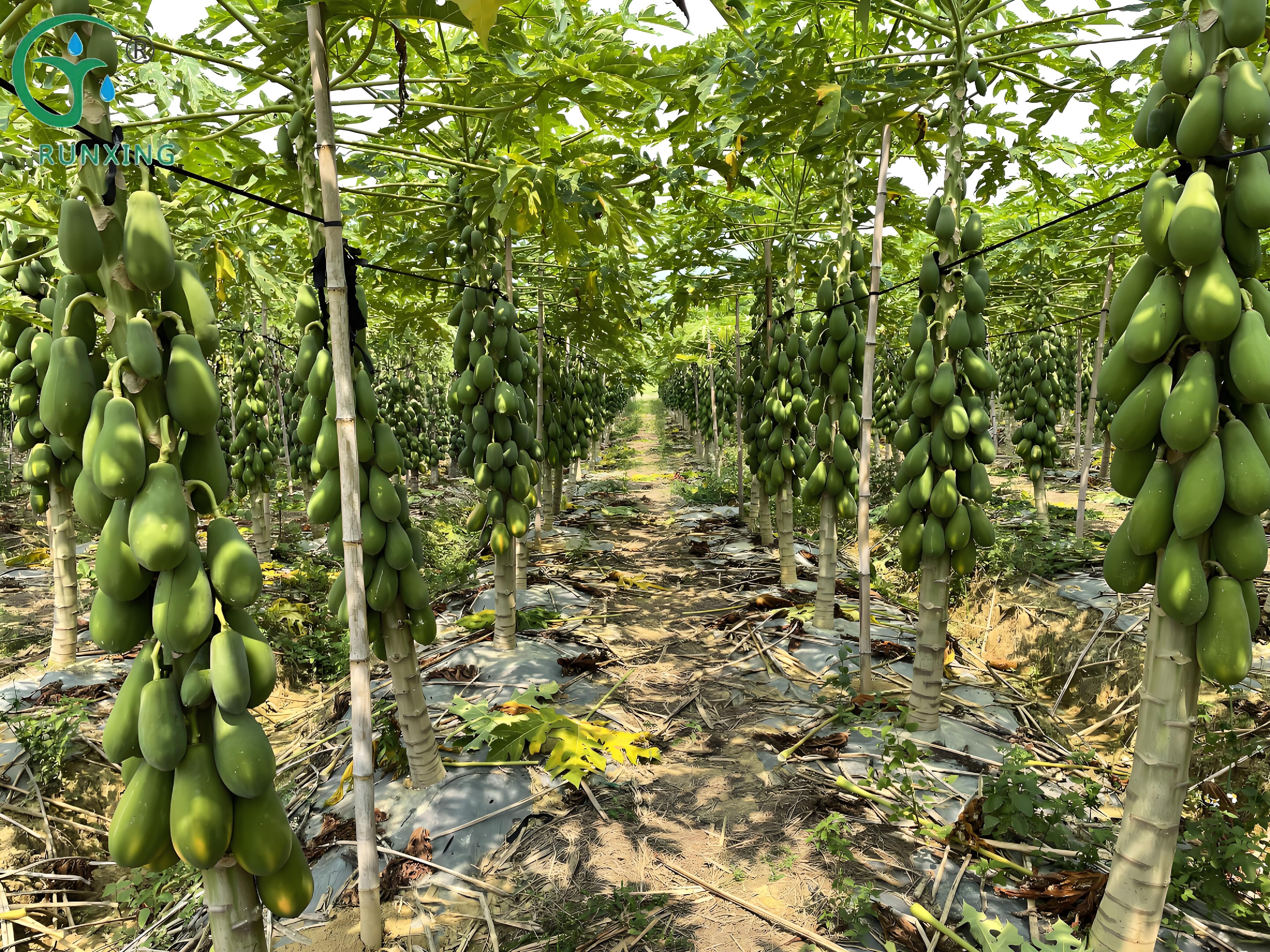 The papaya cultivation industry in the Americas The papaya cultivation industry in the Americas