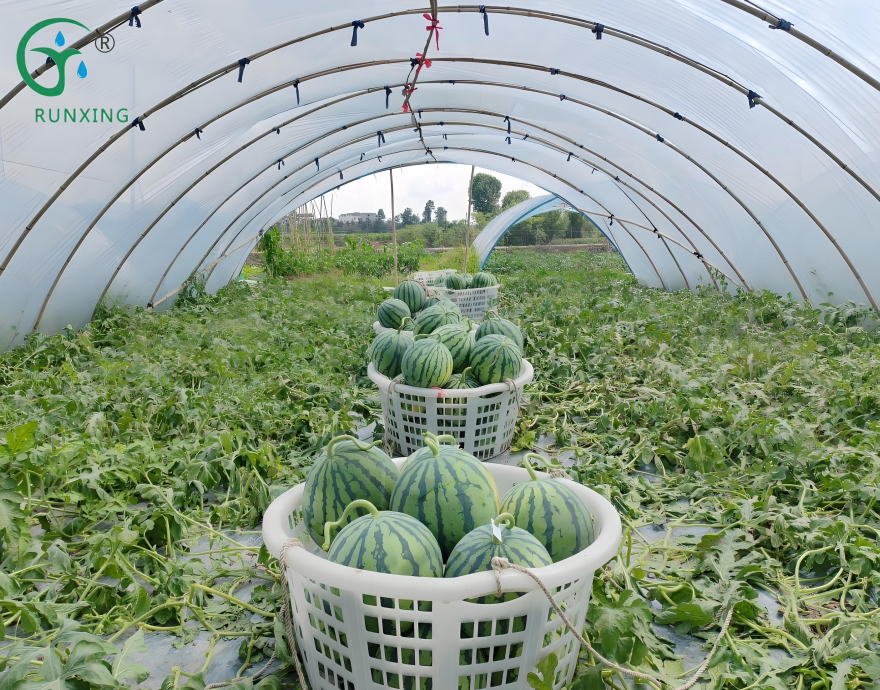 Watermelon cultivation in the Americas Watermelon cultivation in the Americas