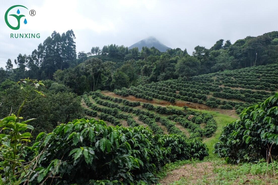 Coffee Bean Cultivation in South America: The Necessity of Drip Irrigation Systems and Efficient Cultivation Techniques Coffee Bean Cultivation in South America: The Necessity of Drip Irrigation Systems and Efficient Cultivation Techniques