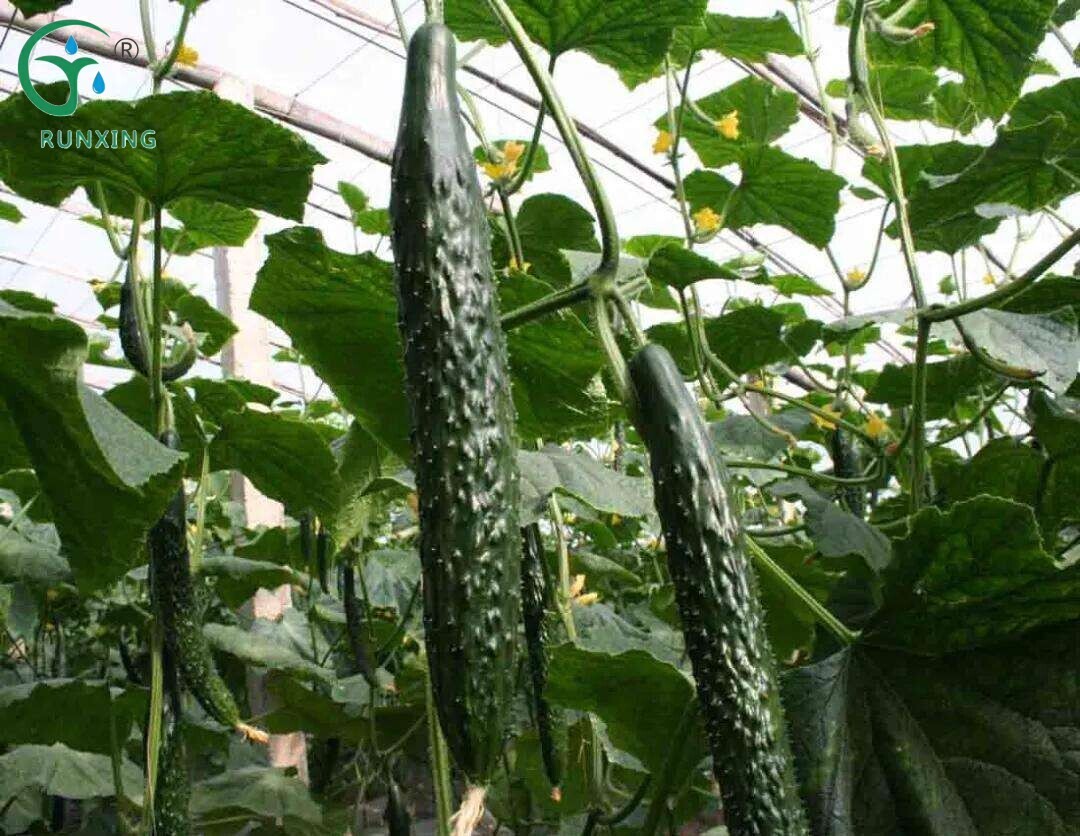 South American Cucumber Cultivation: The Importance of Drip Irrigation and Cultivation Tips South American Cucumber Cultivation: The Importance of Drip Irrigation and Cultivation Tips