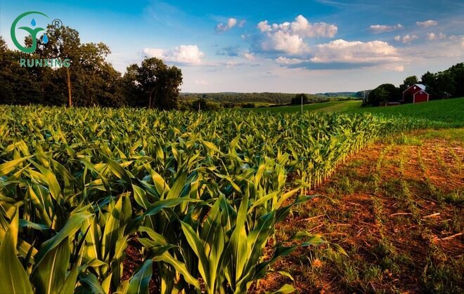 Maize Cultivation in South America: Enhancing Efficiency with Drip Irrigation Systems Maize Cultivation in South America: Enhancing Efficiency with Drip Irrigation Systems