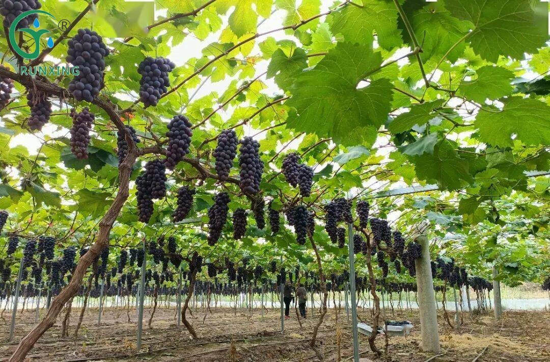 A Guide to Grape Cultivation and Drip Irrigation in South America A Guide to Grape Cultivation and Drip Irrigation in South America