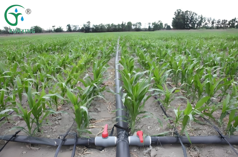 Corn Cultivation and Drip Irrigation Facilities in South America: A Science Outreach Corn Cultivation and Drip Irrigation Facilities in South America: A Science Outreach
