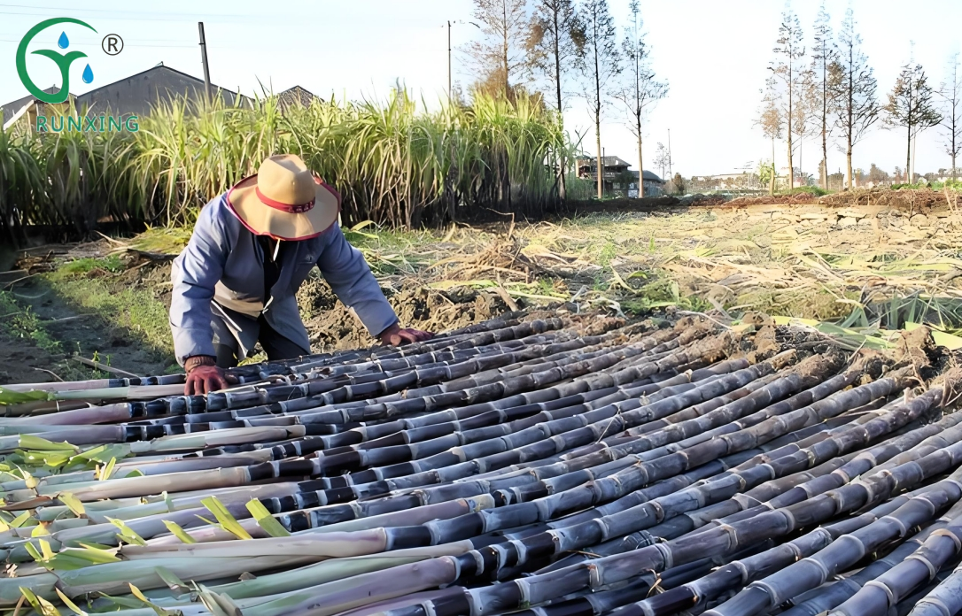 A Guide to Sugarcane Cultivation and Drip Irrigation Facilities in South America A Guide to Sugarcane Cultivation and Drip Irrigation Facilities in South America